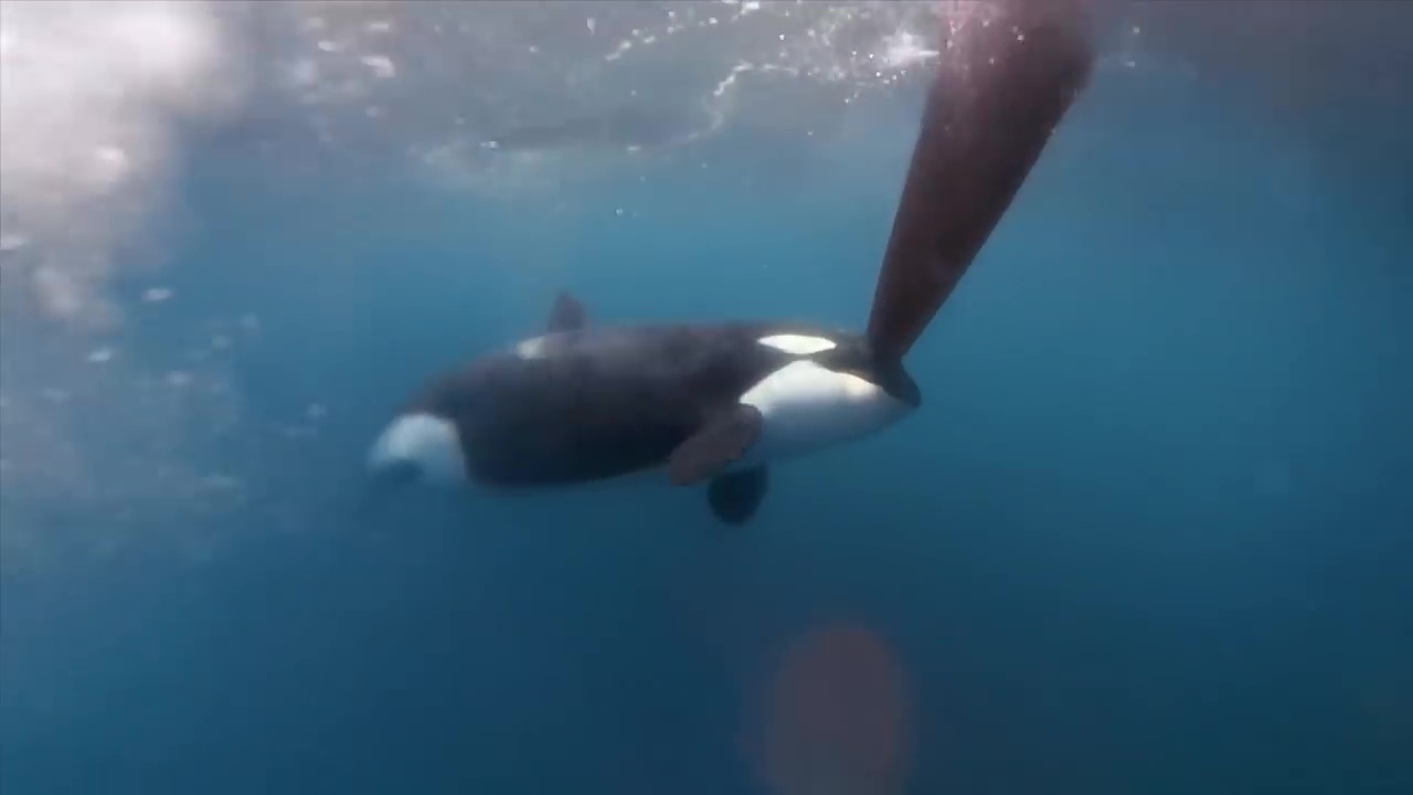 Las orcas atacan la flota de The Ocean Race