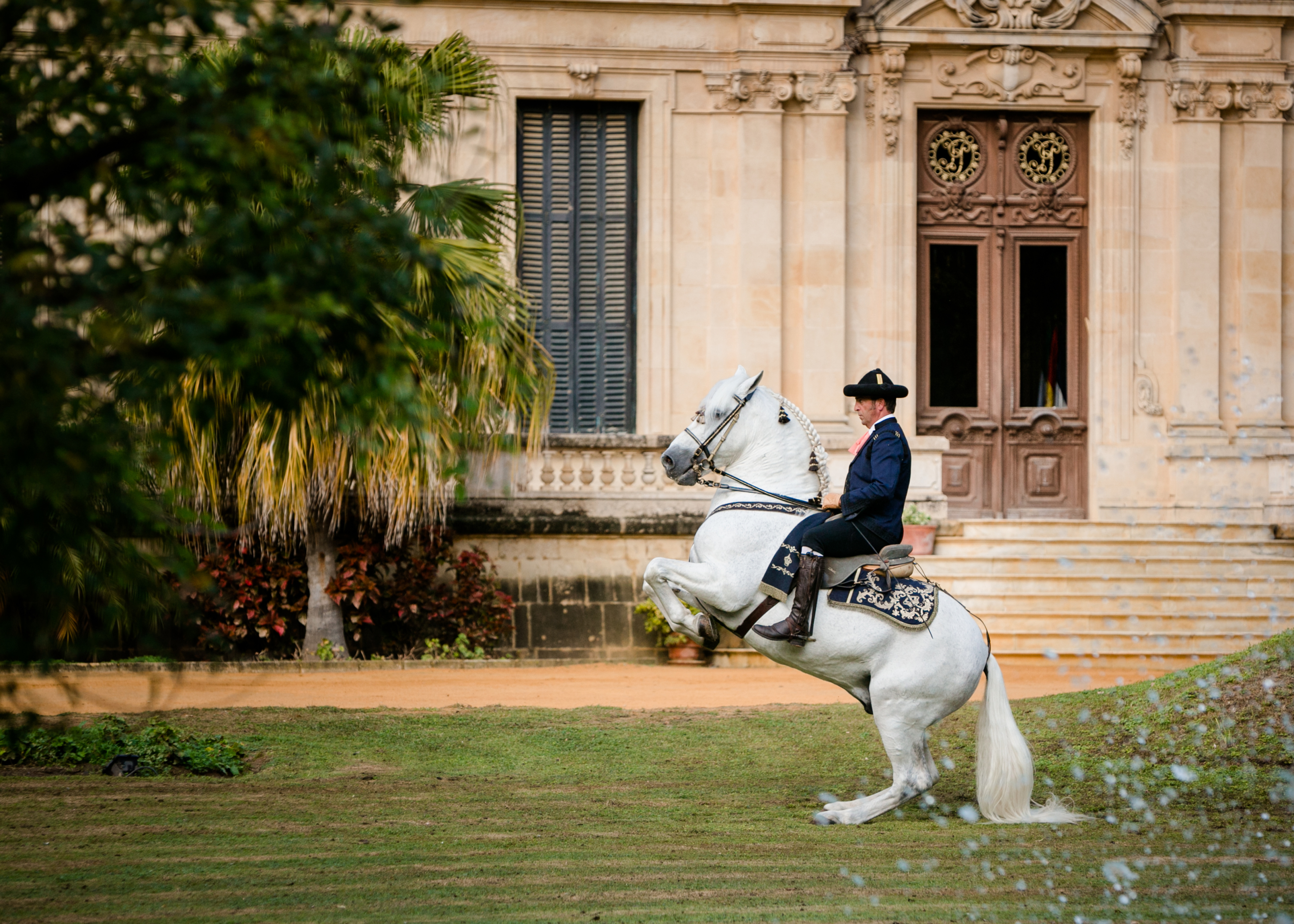Un caballo de la Real Escuela Andaluza de Arte Ecuestre