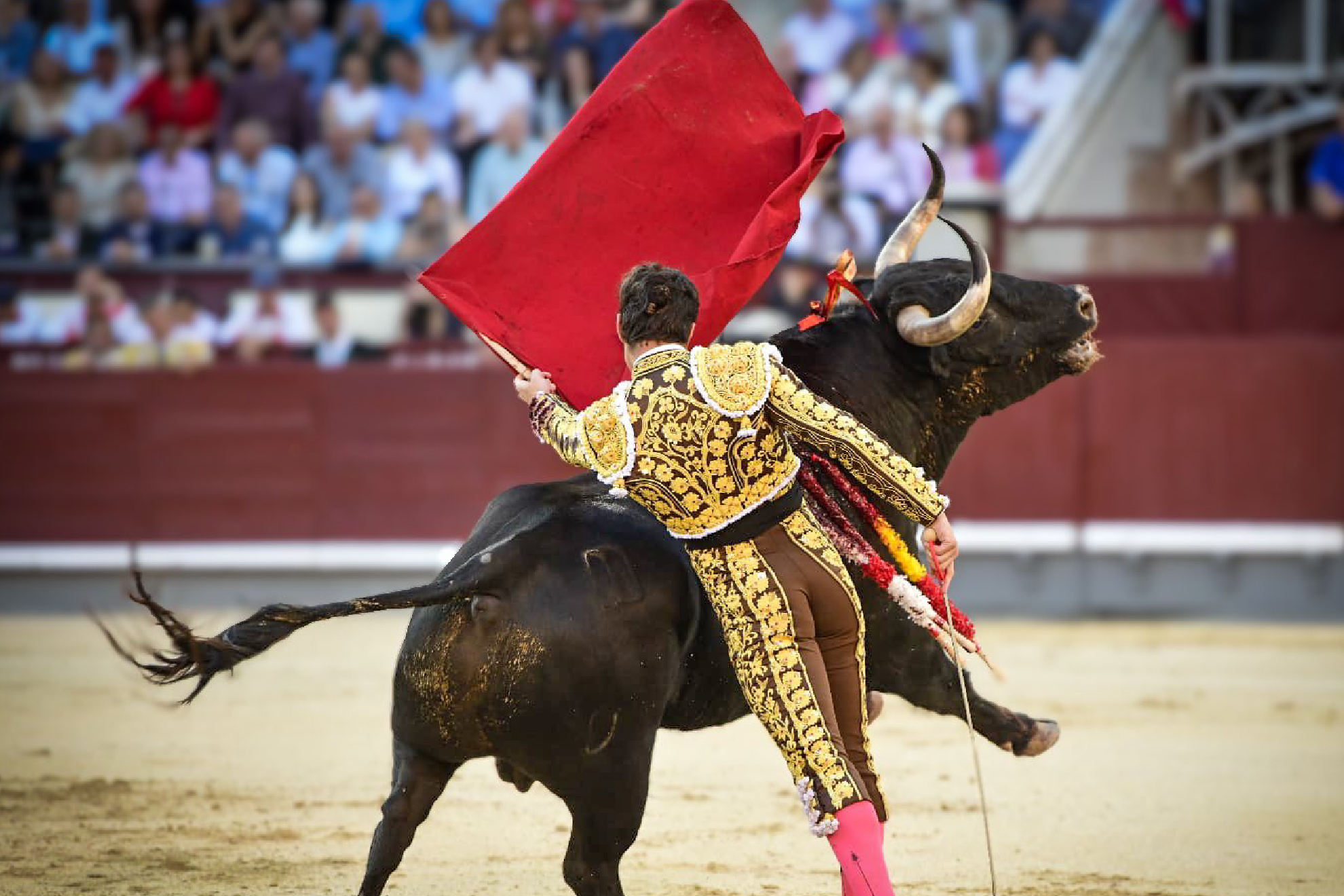 Toros - Últimas noticias - MARCA - Marca.com