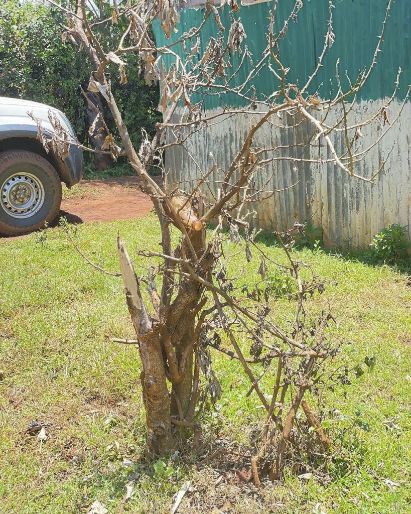 Un árbol, situado en el patio de la casa de Cheptegei, aún con señales del brutal ataque