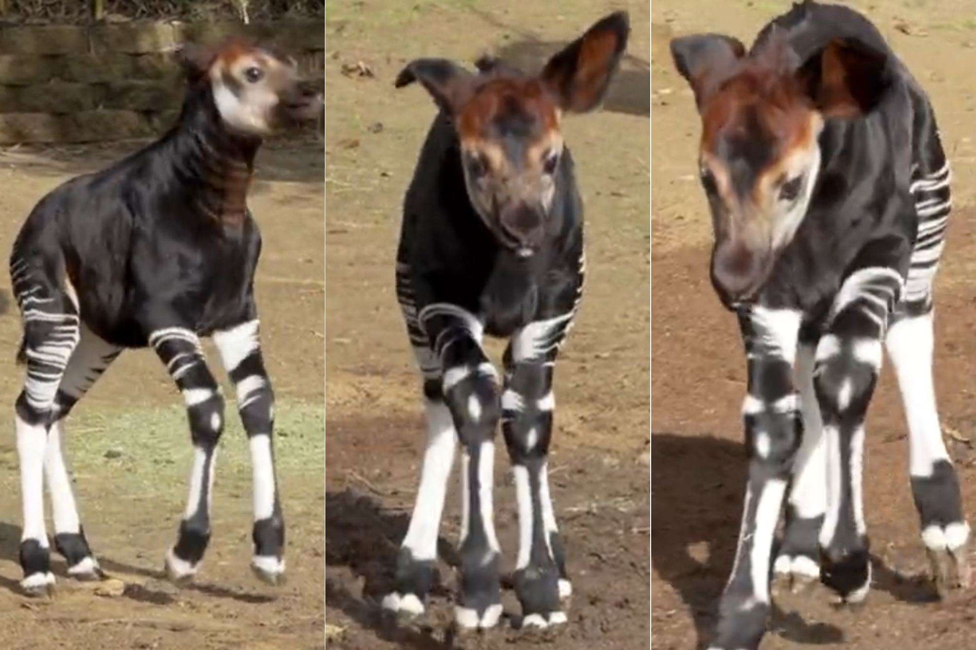 El zoo de San Diego desata el caos en redes sociales al publicar un ...