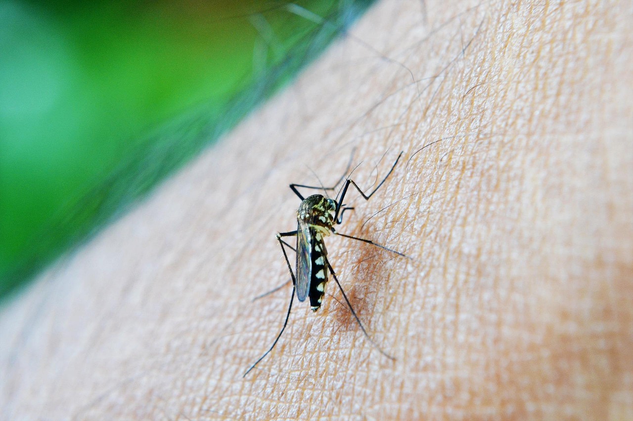 A mosquito pica a person.