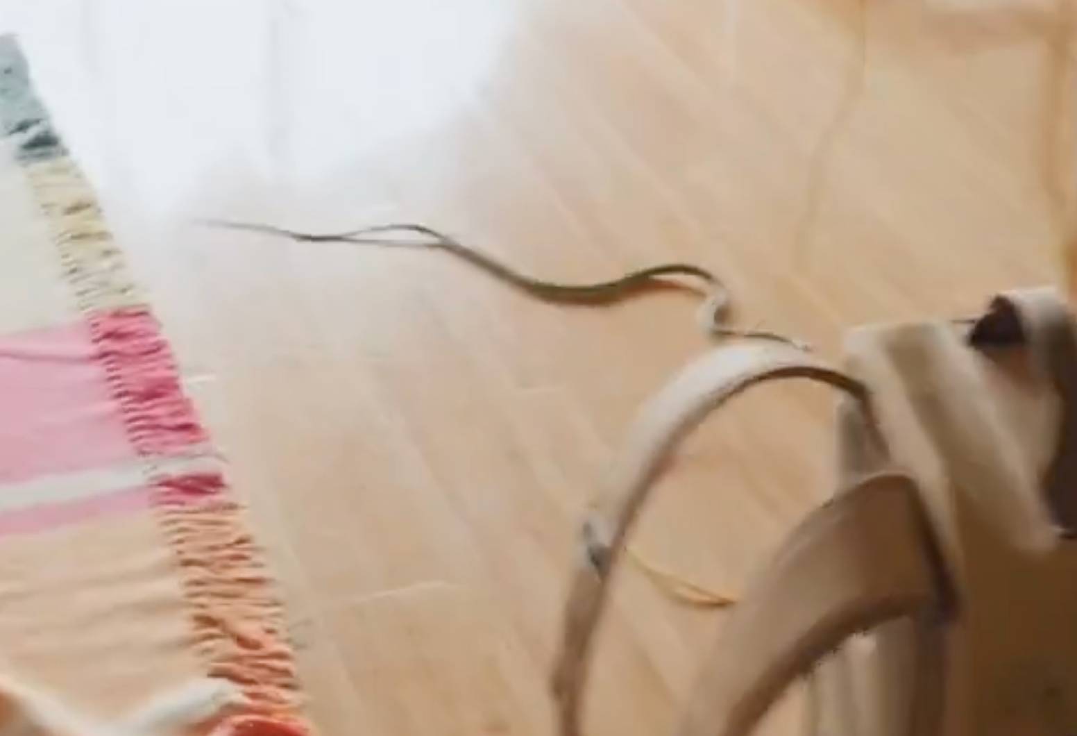Snake.